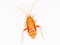 Pseudoloxops coccineus